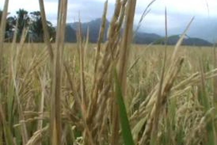Dilanda kekringan ratusna hektar padi di sejumlah kecamatan di pinrang sulawesi selatan mengalami puso atau mati sebelum dipanen pemiliknya.