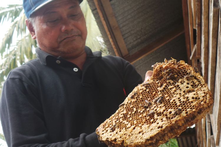 Petani madu bernama Saptu memegang sarang lebah yang diambilnya dari wilayah Ukui, Riau, Kamis (14/9/2017).