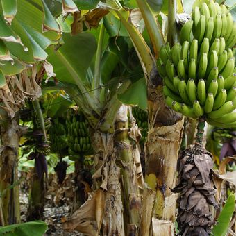 Ilustrasi tanaman pisang, pohon pisang, gedebok pisang. 