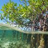 4 Pulau di Riau Terancam Tenggelam, Luhut Minta Masyarakat Jangan Potong Mangrove