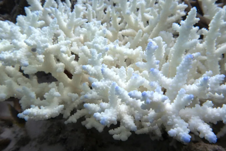 Terumbu karang yang memutih di Great Barrier Reef 
