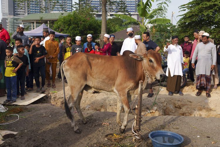 Umat Muslim menunggu untuk menyaksikan seekor sapi disembelih untuk dikorbankan selama hari raya Idul Adha, atau Hari Raya Kurban, ketika umat Islam di seluruh dunia menyembelih domba dan sapi untuk mengenang pengorbanan putranya yang hampir dilakukan Ibrahim, di sebuah masjid di Selayang di luar Kuala Lumpur, Malaysia, Minggu, 10 Juli 2022.