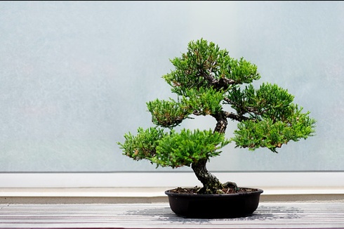 5 Faktor yang Bikin Harga Pohon Bonsai Fantastis