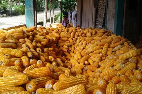 Kemendag Buka Keran Impor Jagung untuk Industri Mamin