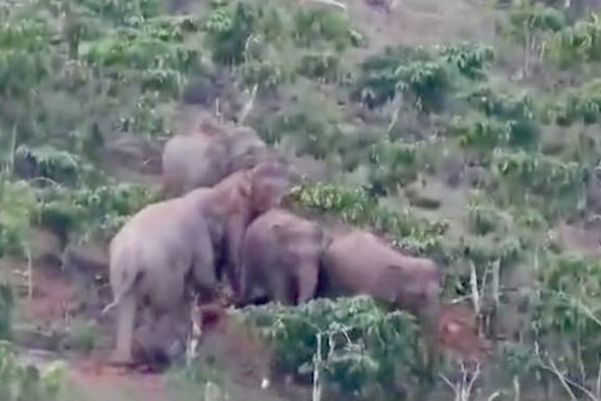 Konflik dengan Gajah di Lampung, Manusia Dinilai Harus Mengalah