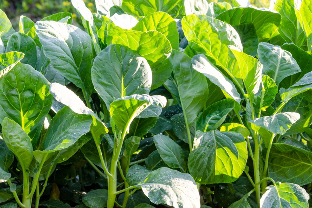 Ilustrasi kailan, menanam kailan. 