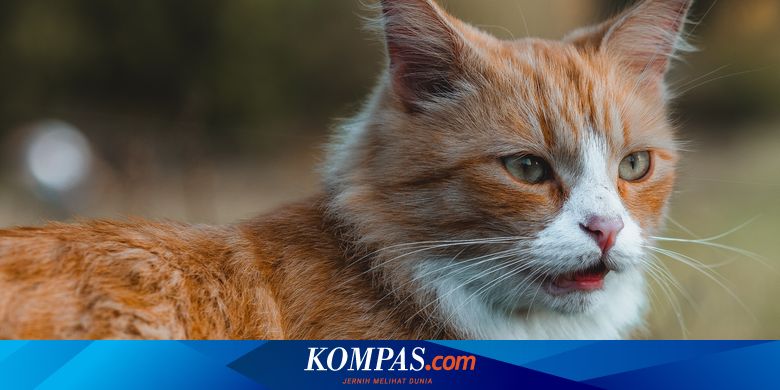 Bukan Cuma Anjing, Kucing Juga Punya Ikatan Kuat dengan Manusia - Vimarsana News