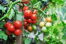 Waktu dan Cara Memindahkan Bibit Tomat ke Pot Baru