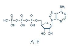 Mengenal Adenosin Tripospat (ATP) dan Proses yang Membentuknya