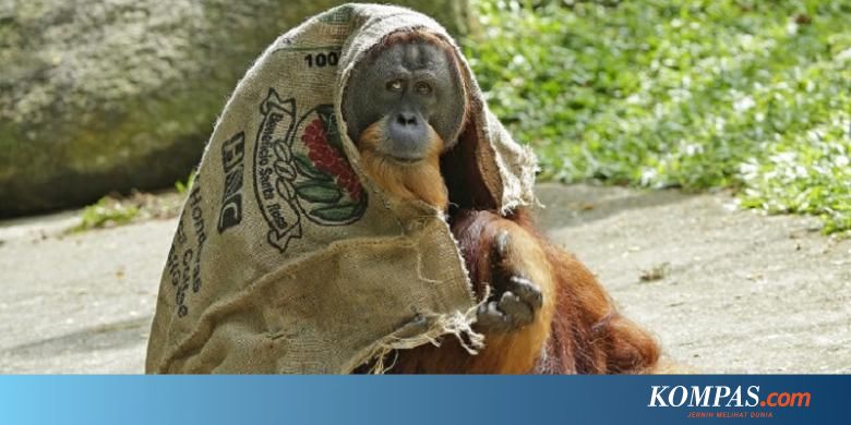 Begini Cara Para Hewan di Kebun Binatang Singapura Melawan 