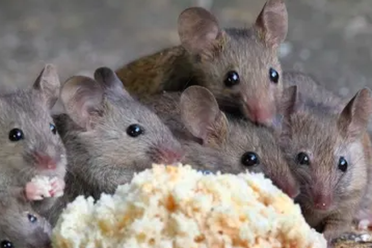 Ilustrasi tikus makan garam yang bisa mengusirnya dari rumah.