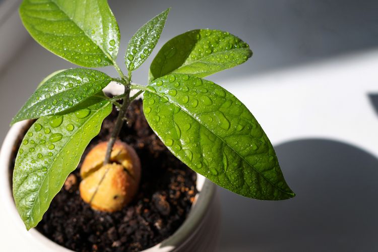 Ilustrasi menanam alpukat di pot. 