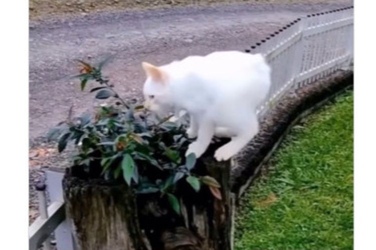 Viral, Video Kucing Alami Short Spine Syndrome dan Tubuhnya Jadi Pendek, Apa Kata Ahli?