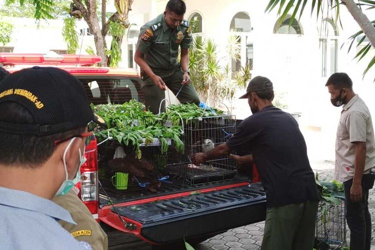 Foto dok BKSDA, Tim BKSDA menjemput burung dilindungi dari Gubernur Aceh