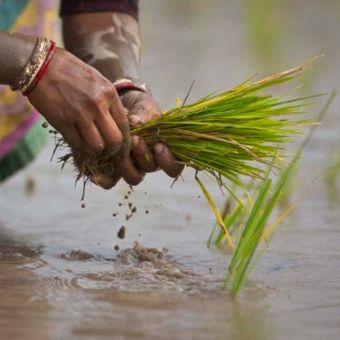 Seorang perempuan India menanam kembali bibit padi di sawah di pinggiran Gauhati, India, 30 Januari 2018.