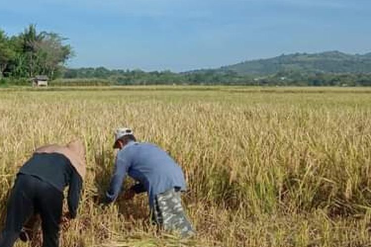 Panen padi di Desa Lekong, Kecamatan Alas Barat, Sumbawa