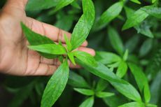 Cara Menanam Sambiloto, Tanaman Herbal yang Memiliki Banyak Manfaat