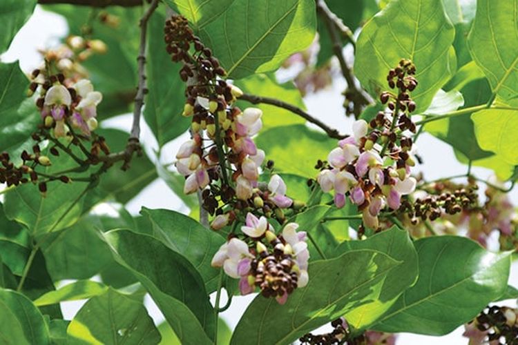 Ilustrasi foto pohon Malapari