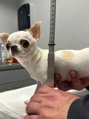 Pearl, anjing terpendek di dunia