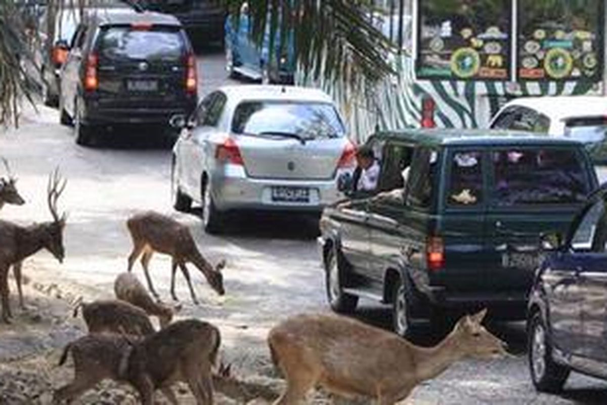ILUSTRASI - Antrean pengunjung menggunakan mobil berjalan pelan melintasi kawasan Taman Safari Indonesia, Cisarua, Bogor, Jawa Barat.