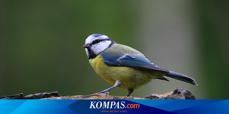 Seperti Manusia Burung Gelatik Biru Juga Bisa Ceraikan Pasangannya