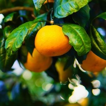 Tanaman jeruk mandarin