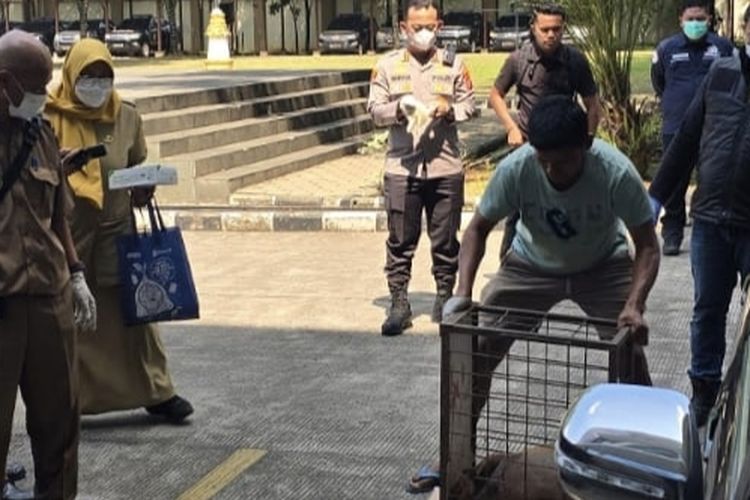 Polisi Ungkap Ada Dua Anjing Pemburu yang Tewaskan Bocah 9 Tahun di Jasinga, Keduanya Mati