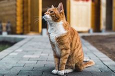 5 Alasan Kucing Liar Selalu Datang ke Halaman Rumah