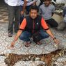 Polda Riau Tangkap 3 Pelaku Perdagangan Kulit dan Organ Harimau Sumatera