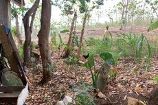 Tangis Mbah Siyem Bersaudara, Tanah 1,7 Hektar Warisan Bapak Berubah Jadi Aset Desa Grobogan