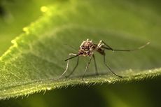 Cara Mengusir Nyamuk di Pot Tanaman Teras Rumah