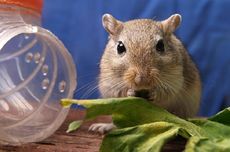 Polisi Inggris Gelar Operasi untuk Selamatkan Seekor "Gerbil Lapar"