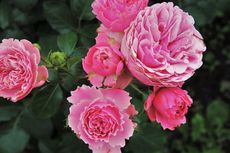 8 Bahan Alami yang Dapat Digunakan untuk Pupuk Bunga Mawar