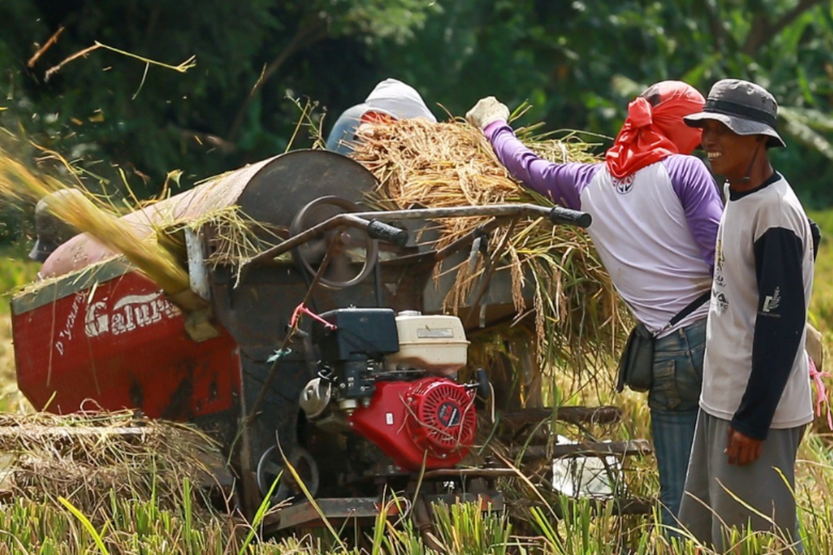 Ilustrasi petani sedang menggiling gabah. 