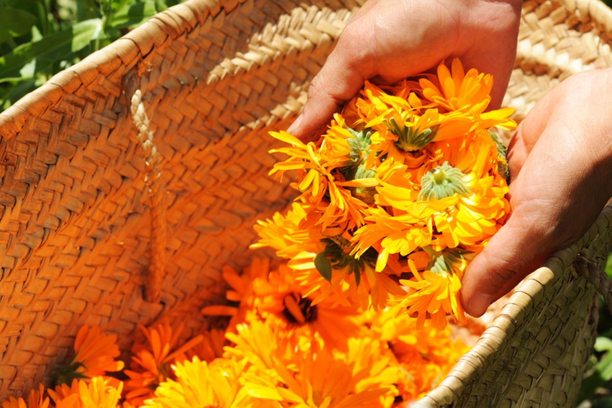 Bunga calendula.