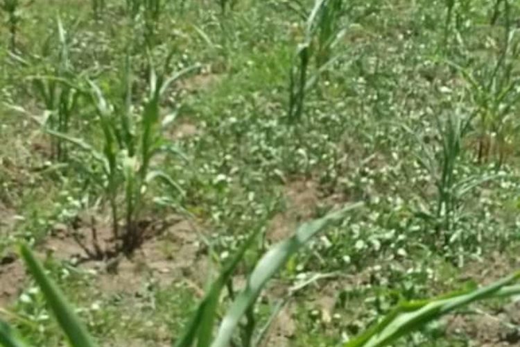 Foto : Kebun Jagung milik petani di Flores Timur terserang hama ulat grayak.