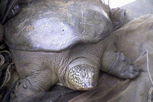 Satu Mati, Kura-kura Yangtze yang Langka Tersisa 3 Ekor di Dunia