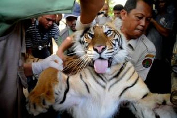 Ilustrasi Harimau Sumatera (Panthera trigis sumatrae)