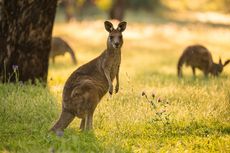 Tidak Hanya Australia, Indonesia Juga Punya Kanguru