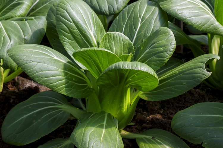llustrasi pakcoy atau bok choy, menanam pakcoy.