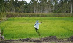 Produksi Beras Nasional Naik, Peneliti LPEM UI: Swasembada Sudah di Depan Mata