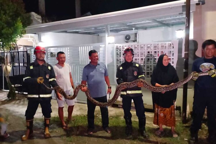 EVAKUASI ULAR - Petugas Dinas Pemadam Kebakaran dan Penyelamatan (Damkar) Kota Palopo, Sulawesi Selatan, mengevakuasi seekor ular sepanjang sekitar lima meter yang masuk ke rumah warga di Perumahan Benawa Residence, Blok D12, Kelurahan Binturu, Kecamatan Wara Selatan, Senin (17/11/2025) malam.