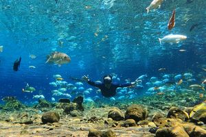 Wisatawan Tenggalam di Umbul Ponggok Klaten saat Tunggu Foto Bawah Air