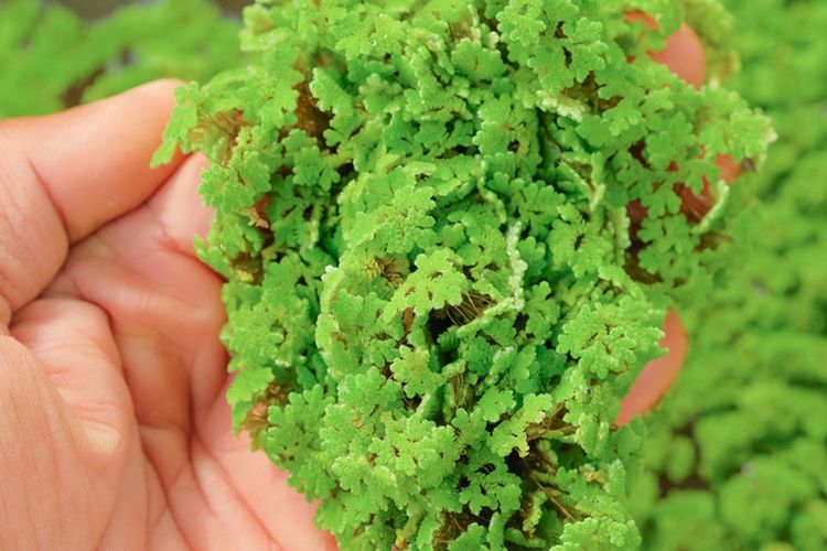 Ilustrasi tanaman azolla.