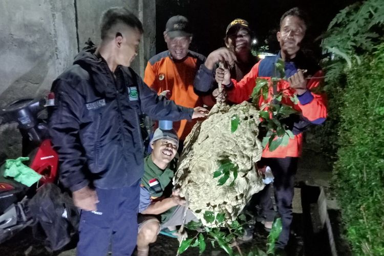 Relawan cepat tanggap darurat melakukan evakuasi sarang tawon vespa affinis di wilayah Klaten, Jawa Tengah, Selasa (8/11/2022) malam.