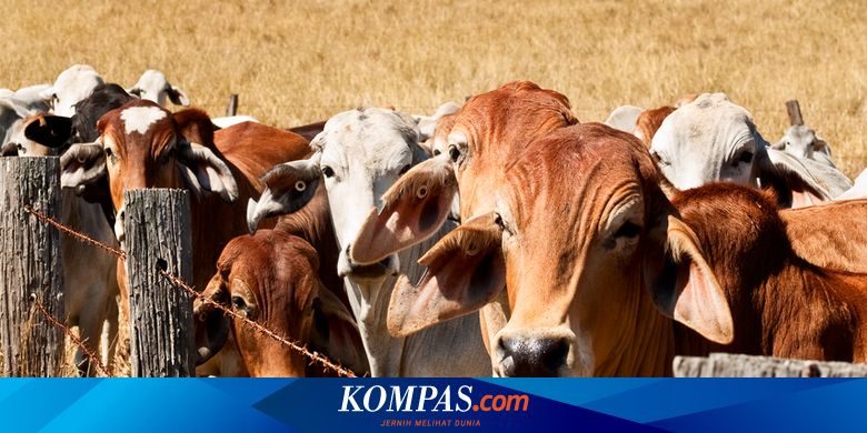 4 Kegunaan Hewan Bagi Manusia Dan Lingkungan Halaman All Kompas Com