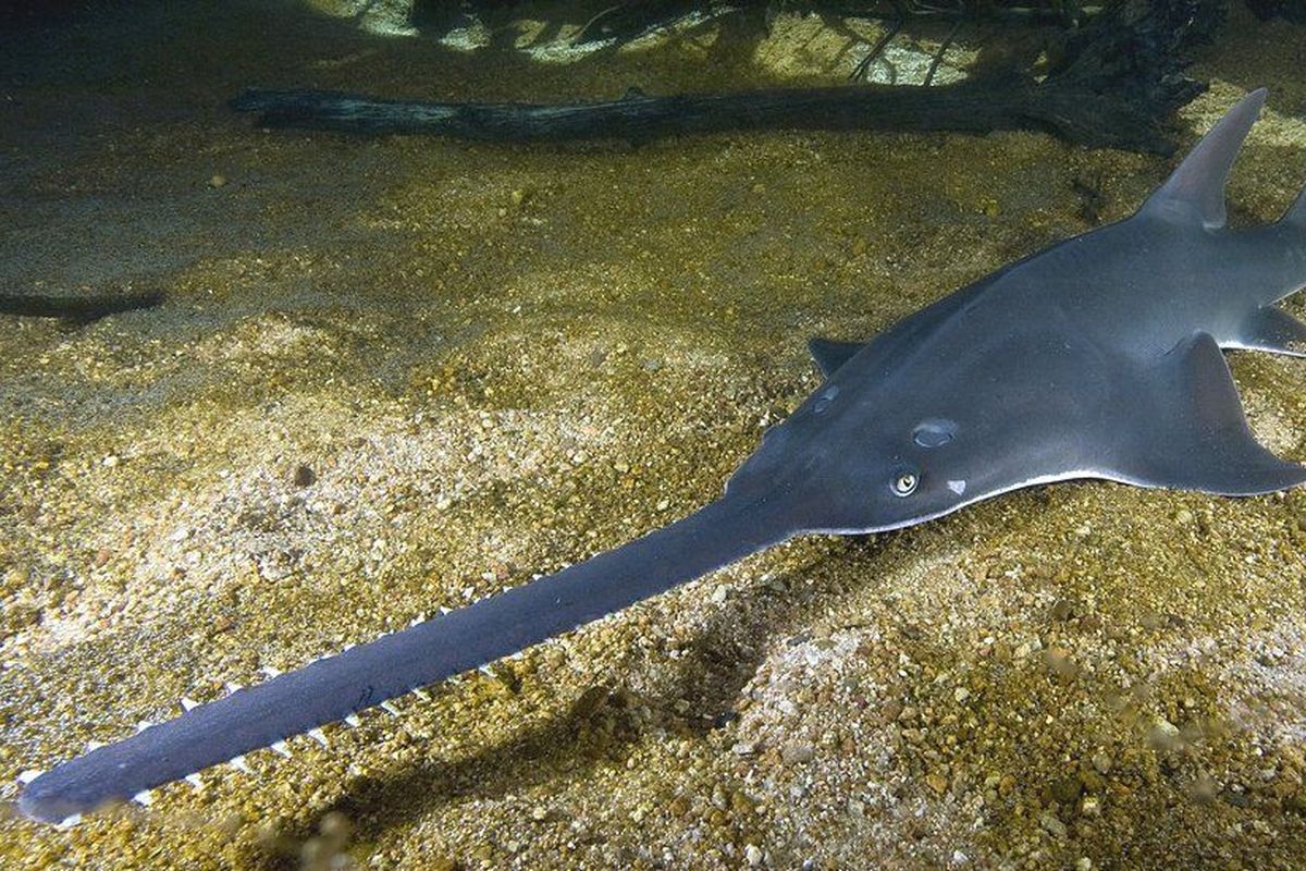 Ikan gergaji, hiu gergaji, ikan todak, ikan hiu todak terancam punah di lautan. Ikan ini masuk dalam daftar merah IUCN, di beberapa negara disebut telah punah.