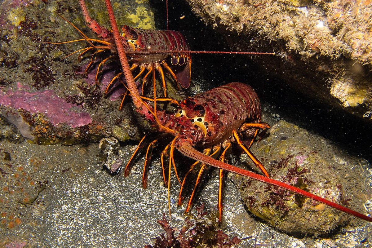 Ilustrasi lobster. Ilmuwan teliti sperma lobster untuk melihat dampak perubahan iklim pada kelangsungan hidup spesies.