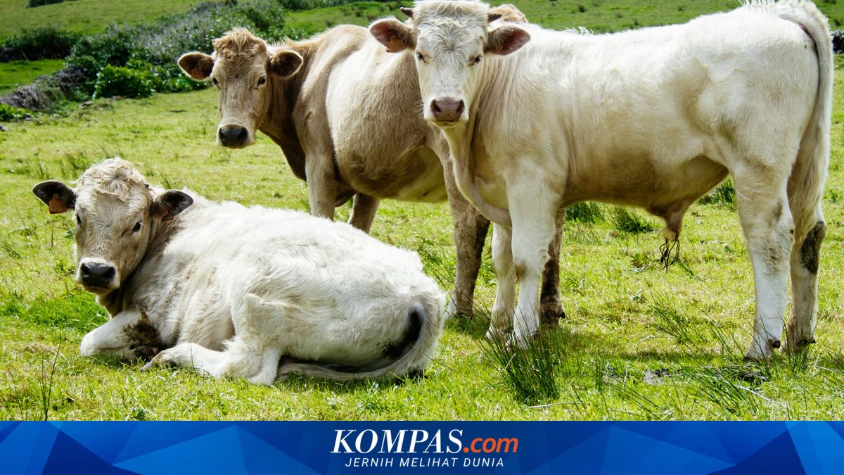 Sapi Penarik Gerobak Festival di Klaten Jadi Sapi Kurban Prabowo ...