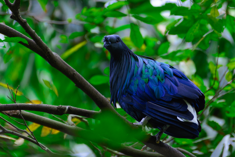 Burung Junai Emas atau dengan bahasa latin Caloenas nicobarica.